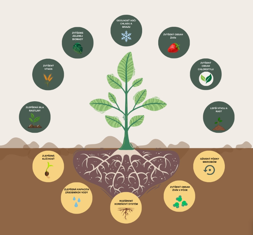 Biostimulant a tekuté hnojivo microfertile® plant - účinky